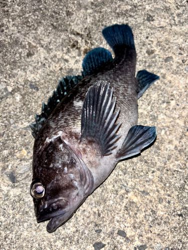 ソイの釣果