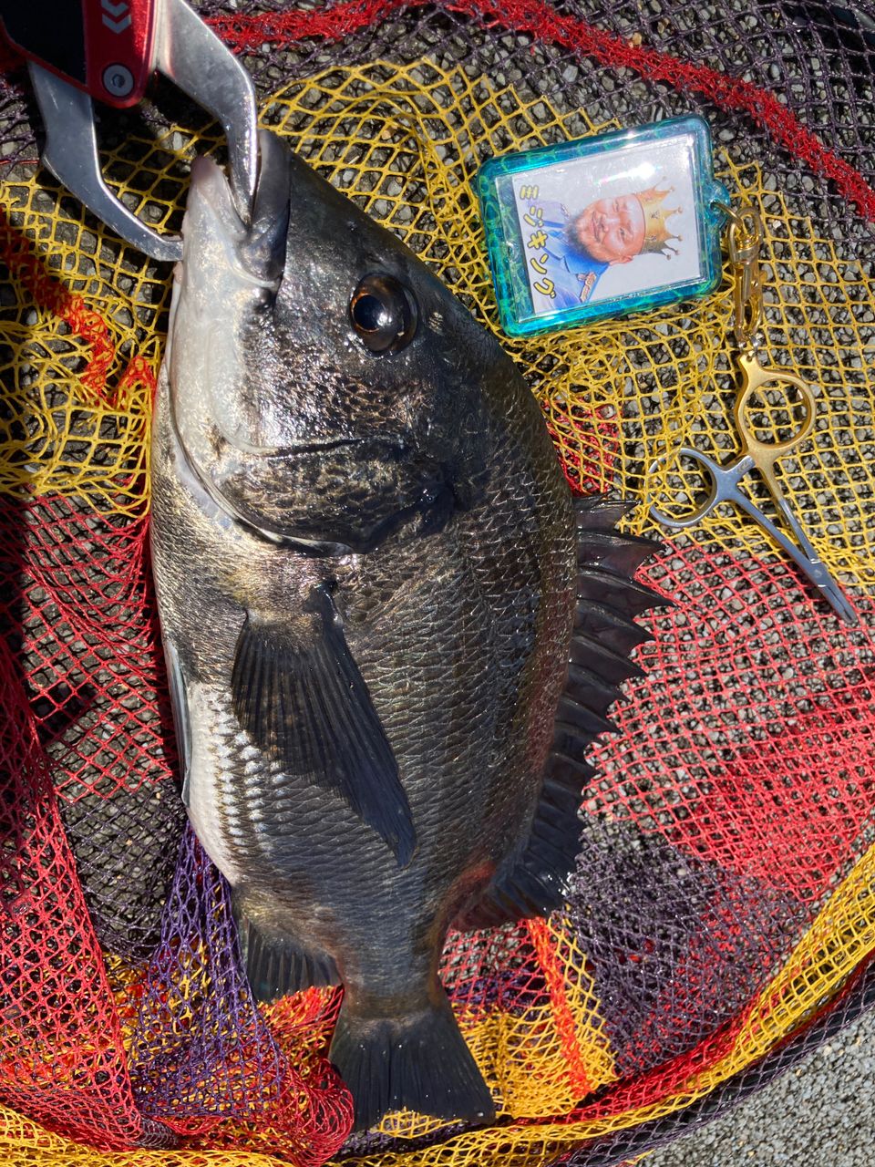 DAIWA - ダイワ ブラックジャックスナイパー ヘチ XH-270MK V DAIWA（釣り） ダイワ ブラックジャック スナイパー ヘチ XH