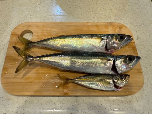サバの釣果