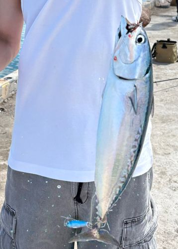 ソウダガツオの釣果