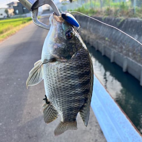 ティラピアの釣果