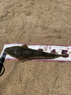 マゴチの釣果