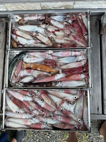 ケンサキイカの釣果
