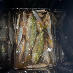 ワカシの釣果