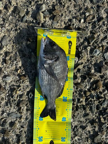 チヌの釣果