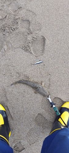 マゴチの釣果