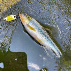 カワムツの釣果