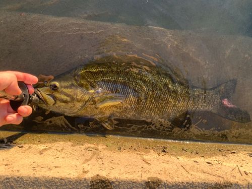 スモールマウスバスの釣果