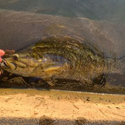 スモールマウスバス