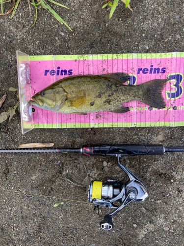 スモールマウスバスの釣果