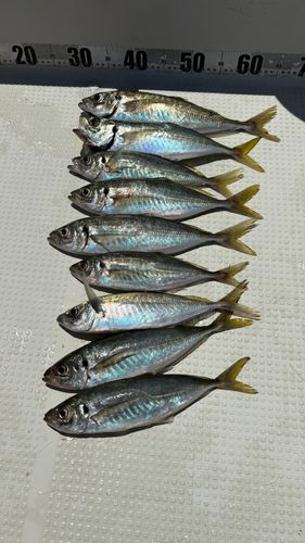 アジの釣果