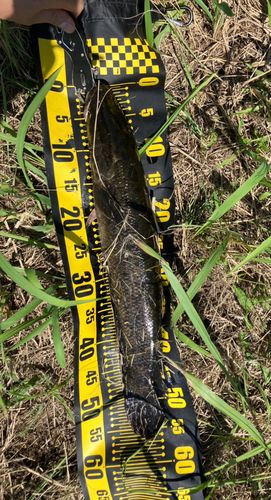 ライギョの釣果