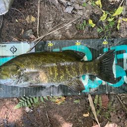 スモールマウスバス