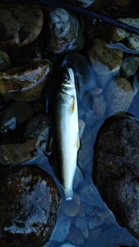 アユの釣果