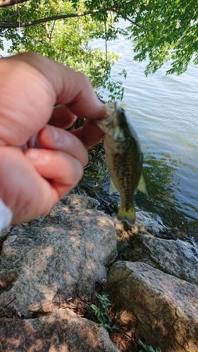 ラージマウスバスの釣果