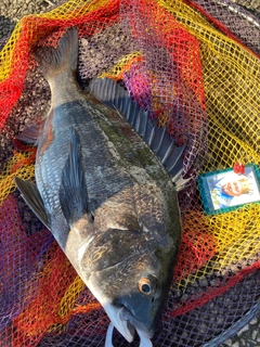 チヌの釣果