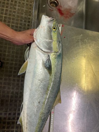ブリの釣果