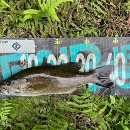 スモールマウスバス