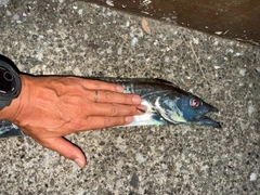 タチウオの釣果
