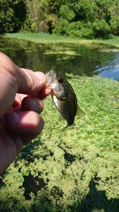ラージマウスバスの釣果