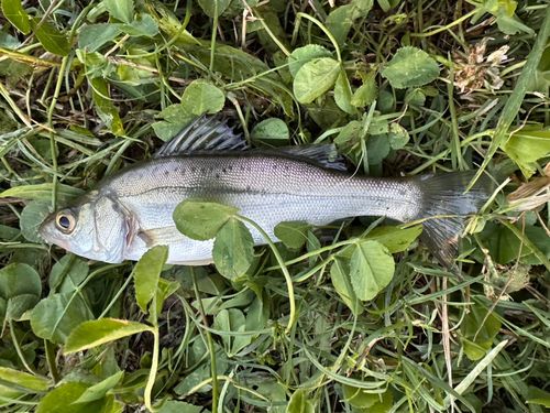 マルスズキの釣果