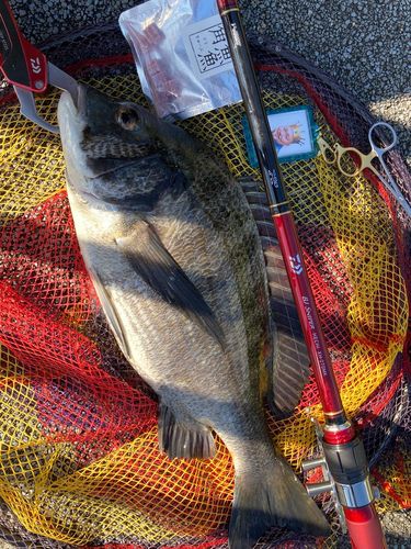 チヌの釣果
