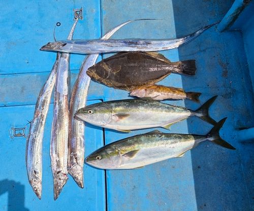 タチウオの釣果