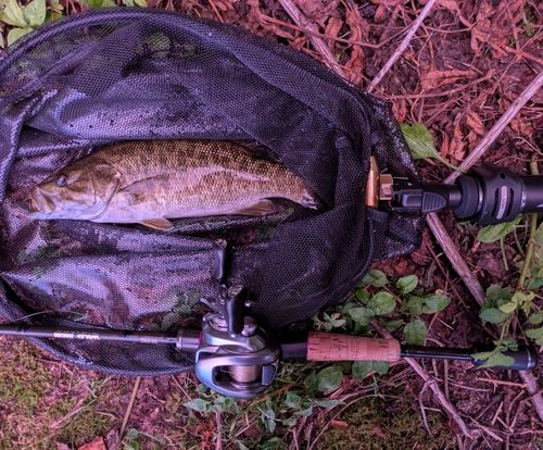 スモールマウスバスの釣果