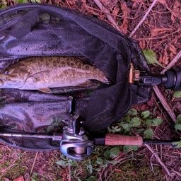 スモールマウスバス