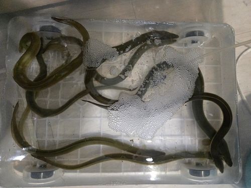 ウナギの釣果