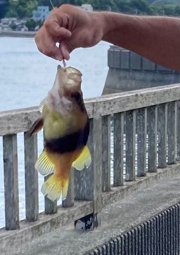 ハタの釣果