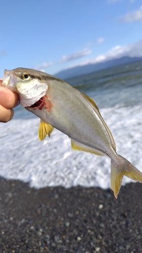 ショゴの釣果