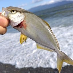ショゴ