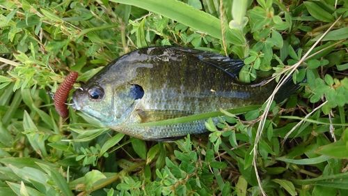 ブルーギルの釣果