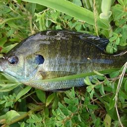 ブルーギル