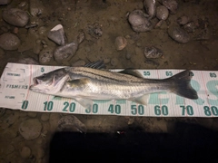 スズキの釣果