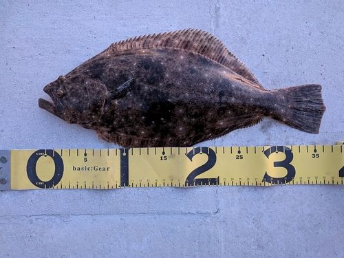 ソゲの釣果