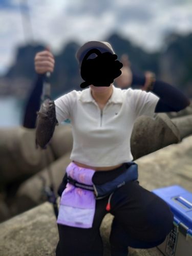 クロソイの釣果