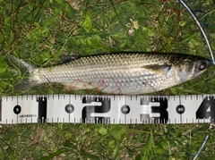 ボラの釣果