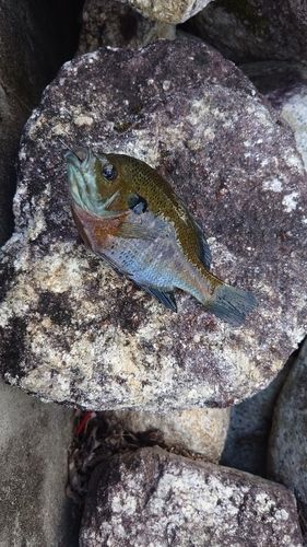 ブルーギルの釣果