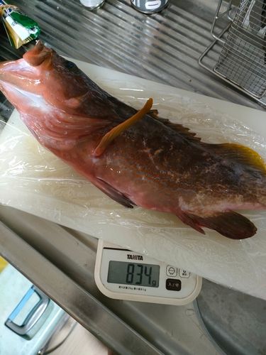 キジハタの釣果