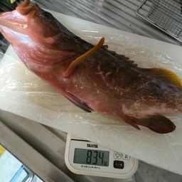 キジハタ
