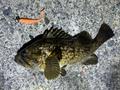 クロソイの釣果