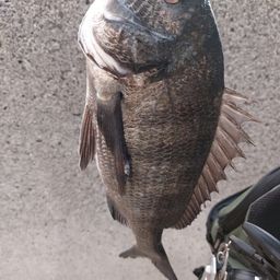 クロダイ