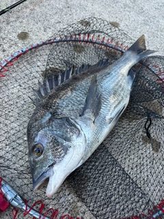クロダイの釣果