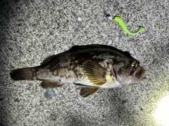 クロソイの釣果