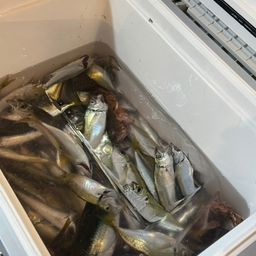 アジ