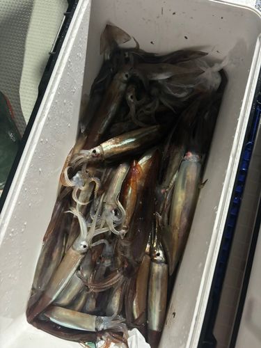 スルメイカの釣果