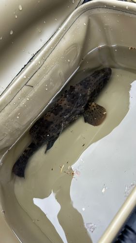 マハタの釣果