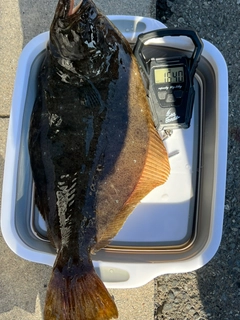 ヒラメの釣果